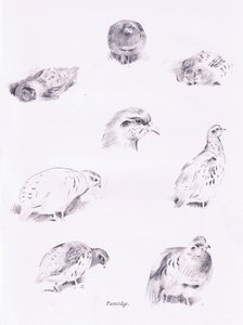 Partridges, 1938 av Archibald Thorburn