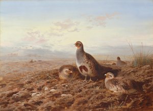 Rapphöns bland stubb av Archibald Thorburn