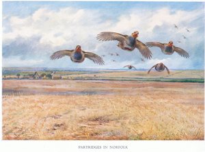 Rapphöns i Norfolk, 1938 av Archibald Thorburn