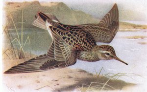 Pectoral Sandpiper, från Birds of the British Isles and Their Eggs publicerad av Frederick Warne & Co Ltd, 1958