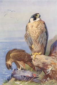Pilgrimsfalk (färglitografi) av Archibald Thorburn