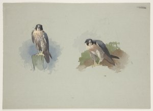 Pilgrimsfalkhane, ca 1915 (akvarell & kroppsfärg över penna på papper) av Archibald Thorburn