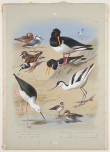 Phaleropes, ostronsnappare, avocet, turnstone och stylta, ca 1915 (akvarell & kroppsfärg med gummi arabicum över penna ombord) av Archibald Thorburn