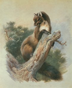 Mård av Archibald Thorburn