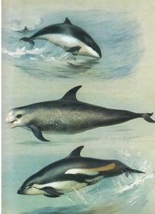Tumlare, Rissos Grampus och White Sided Dolphin, från Thorburn