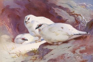 Ptarmigan (hane och hona, vinter) (färglitografi) av Archibald Thorburn