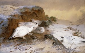 ripa i snön av Archibald Thorburn