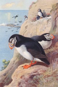 Puffin (färglitografi) av Archibald Thorburn