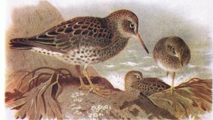 Purple Sandpiper, från Birds of the British Isles and Their Eggs publicerad av Frederick Warne & Co Ltd, 1958