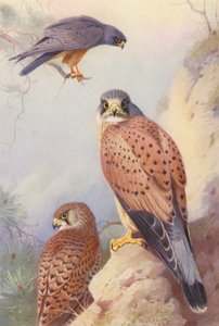 Rödfotad falk, tornfalk (hane och hona) (färglitografi) av Archibald Thorburn