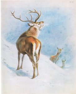 Red Deer, pub. av Book Club Associates av Archibald Thorburn