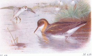Red Necked Phalarope (sommar och höst), från Birds of the British Isles and Their Eggs publicerad av Frederick Warne & Co Ltd, 1958 av Archibald Thorburn