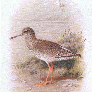Redshank, från Birds of the British Isles and Their Eggs publicerad av Frederick Warne & Co Ltd, 1958 av Archibald Thorburn