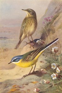 Rock-Pipit, blåhuvad sädesärla (färglitografi) av Archibald Thorburn