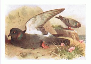 Rock Dove, från Birds of the British Isles and Their Eggs publicerad av Frederick Warne & Co Ltd, 1958 av Archibald Thorburn