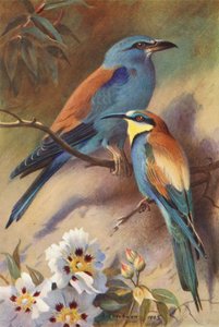 Roller, Bee-Eater (färglitografi) av Archibald Thorburn