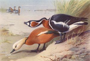 Ruddy Sheld-Duck, Red-Breasted Goose (färglitografi) av Archibald Thorburn