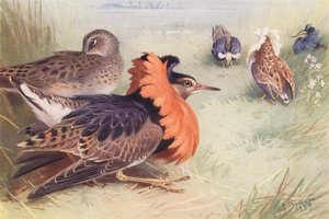 Ruff (fyra typer av män och kvinnor) (färglitografi) av Archibald Thorburn