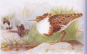 Ruffs and Reeves, från Birds of the British Isles and Their Eggs publicerade av Frederick Warne & Co Ltd, 1958