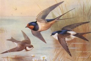 Sand-Martin, Swallow, Martin (färglitografi) av Archibald Thorburn