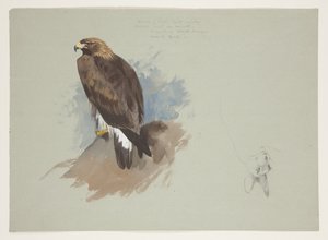Havsörn och blyertsskiss av kanin, ca 1915 (akvarell & kroppsfärg över penna på papper) av Archibald Thorburn