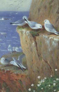Måsar av Archibald Thorburn