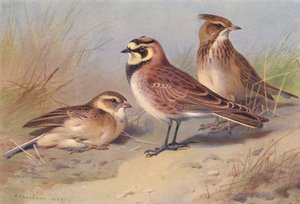 Korttålärka, strandlärka, topplärka (färglitografi) av Archibald Thorburn