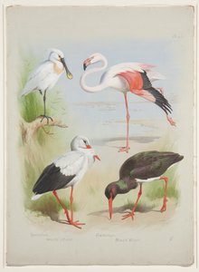 Skednäbb, flamingo och storke, ca 1915 (akvarell & kroppsfärg över penna på papper) av Archibald Thorburn