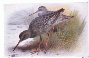 Spotted Redshank, från Birds of the British Isles and Their Eggs publicerad av Frederick Warne & Co Ltd, 1958