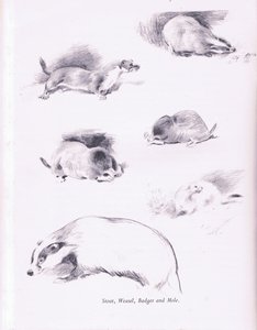 Stoat, vessla, grävling och mullvad, 1938