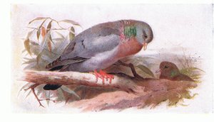 Stock Dove, från Birds of the British Isles and Their Eggs publicerad av Frederick Warne & Co Ltd, 1958