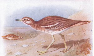 Stone Curlew, från Birds of the British Isles and Their Eggs publicerad av Frederick Warne & Co Ltd, 1958