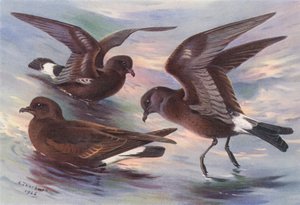 Stormstjärt, Leach