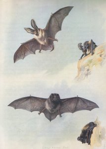 Barbastellet av Archibald Thorburn