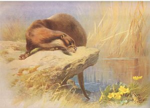 The Otter, från Thorburn
