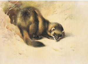 The Polecat, från Thorburn