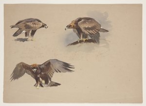 Tre små skisser av en kungsörn, ca 1915 (akvarell & kroppsfärg över penna på papper) av Archibald Thorburn