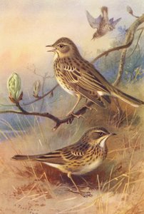 Träd-Pipit, Äng-Pipit (färglitografi) av Archibald Thorburn