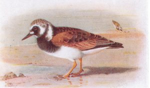Turnstone, från Birds of the British Isles and Their Eggs publicerad av Frederick Warne & Co Ltd, 1958