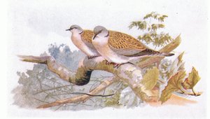 Turtle Dove, från Birds of the British Isles and Their Eggs publicerad av Frederick Warne & Co Ltd, 1958 av Archibald Thorburn