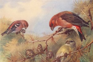 Tvåbarrs korsnäbb, korsnäbb (hane och hona) (färglitografi) av Archibald Thorburn