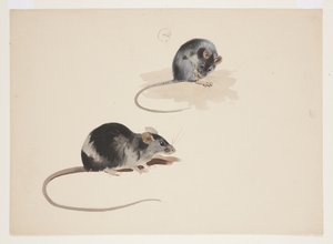 Två studier av svart råtta, ca 1915 (akvarell & kroppsfärg över penna på papper) av Archibald Thorburn