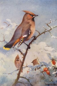 Vaxvinge (färglitografi) av Archibald Thorburn
