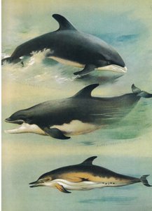Vitnäbbdelfin, flaskdelfin och vanlig delfin, från Thorburn