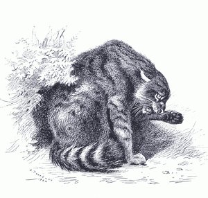 Wild Cat, från Thorburn
