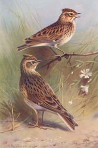 Wood-Lark, Sky-Lark (färglitografi) av Archibald Thorburn
