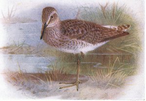 Wood Sandpiper, från Birds of the British Isles and Their Eggs publicerad av Frederick Warne & Co Ltd, 1958