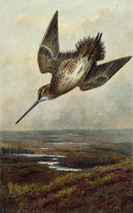 Morkulla av Archibald Thorburn