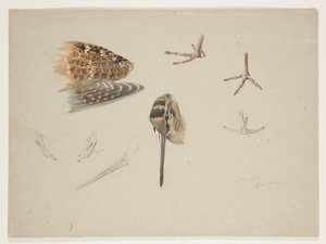 Woodcock näbb, fötter och vinge, ca 1915 (akvarell & kroppsfärg över penna på papper) av Archibald Thorburn