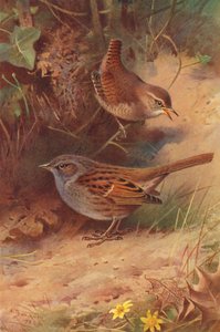 Gärdsmyg, häcksparv (färglitografi) av Archibald Thorburn